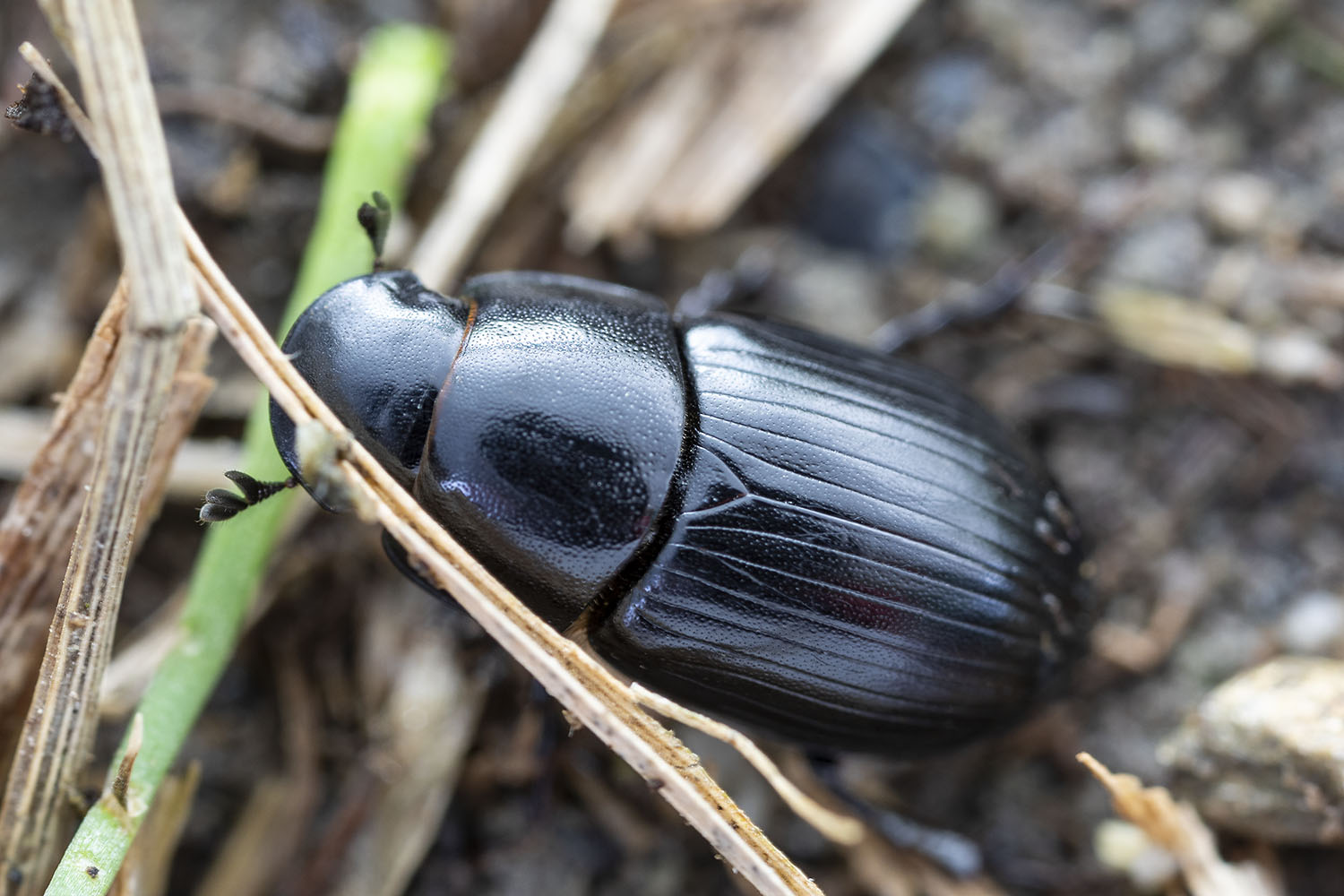 Acrossus depressus var. caminarius